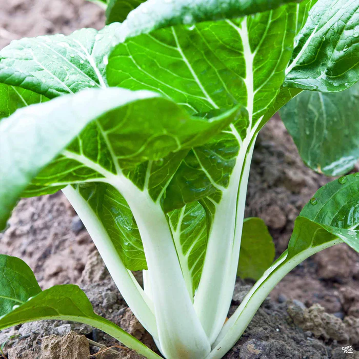 2636-bok-pak-choi-2.webp Bok/Pak Choi
