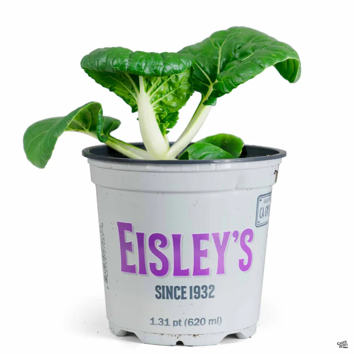 2636-bok-pak-choi-3.webp Bok/Pak Choi