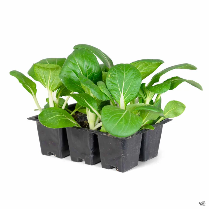 2636-bok-pak-choi-4.webp Bok/Pak Choi