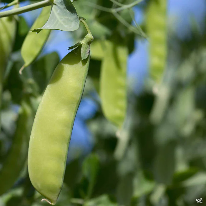 Snow Pea 'Oregon Sugar Pod'