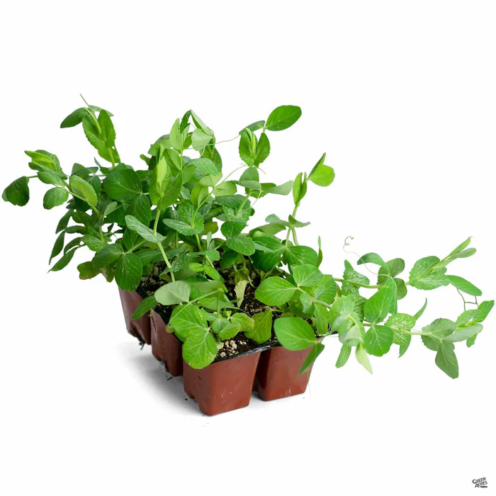 Snow Pea 'Oregon Sugar Pod'