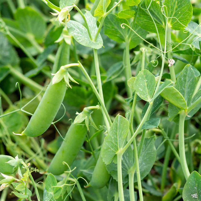 Snap Pea 'Sugar Snap'