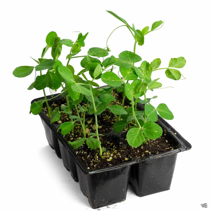 Snap Pea 'Sugar Snap'