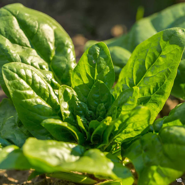 2641-spinach-1.webp Spinach