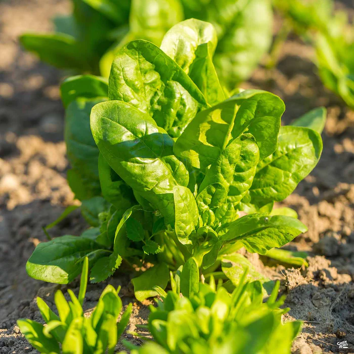 2641-spinach-2.webp Spinach