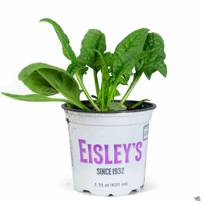 2641-spinach-3.webp Spinach