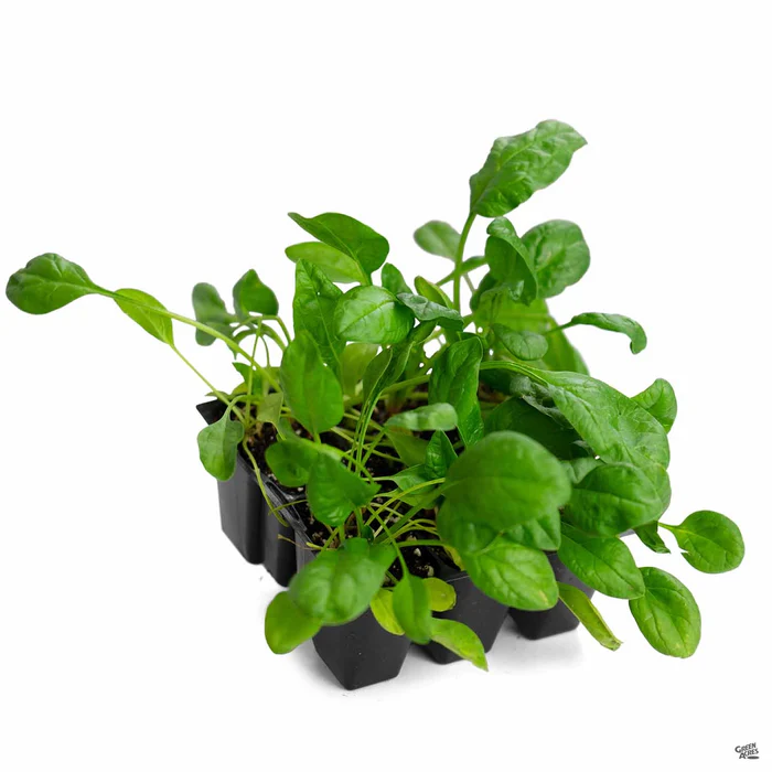 2641-spinach-4.webp Spinach