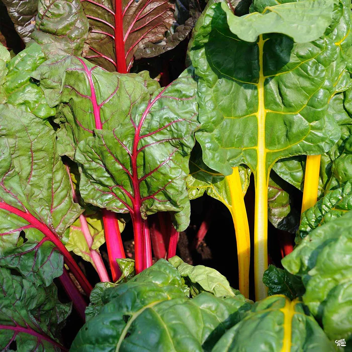 2645-swiss-chard-rainbow-1.webp Swiss Chard 'Rainbow'