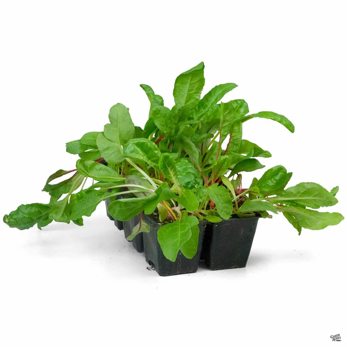 2645-swiss-chard-rainbow-2.webp Swiss Chard 'Rainbow'