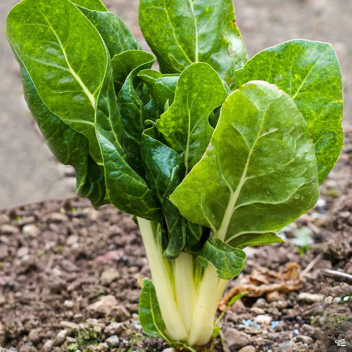 2646-swiss-chard-green-leaf-1.webp Swiss Chard 'Green Leaf'