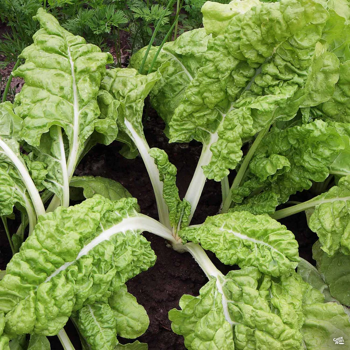 Swiss Chard 'Green Leaf'