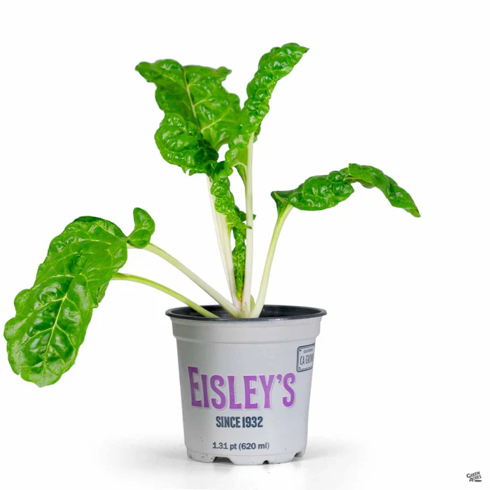 Swiss Chard 'Green Leaf'