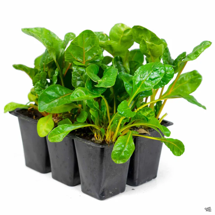 Swiss Chard 'Green Leaf'