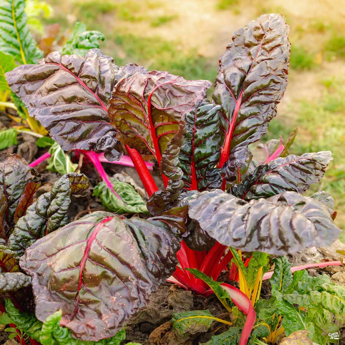 Swiss Chard 'Red Leaf'