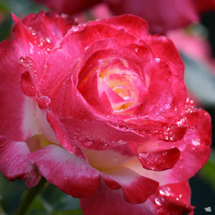 Rose 'Elizabeth Taylor' Bareroot