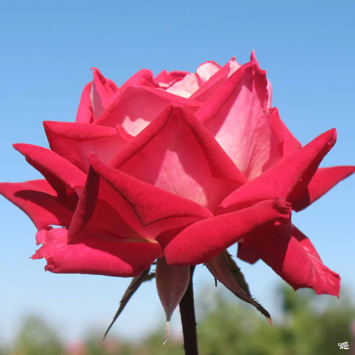 2652-rose-love-bareroot-1.webp Rose 'Love' Bareroot