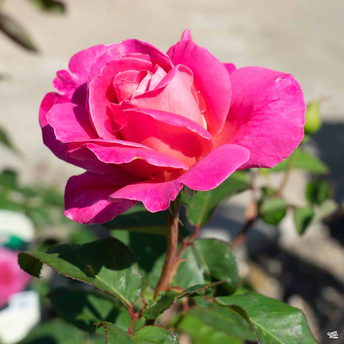 2653-rose-pink-peace-bareroot-1.webp Rose 'Pink Peace' Bareroot