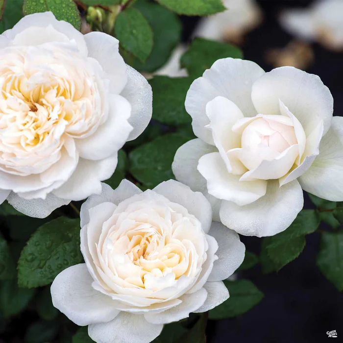 Bolero Rose
