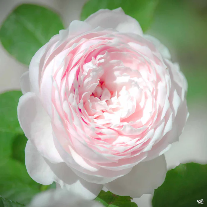 Earth Angel Rose