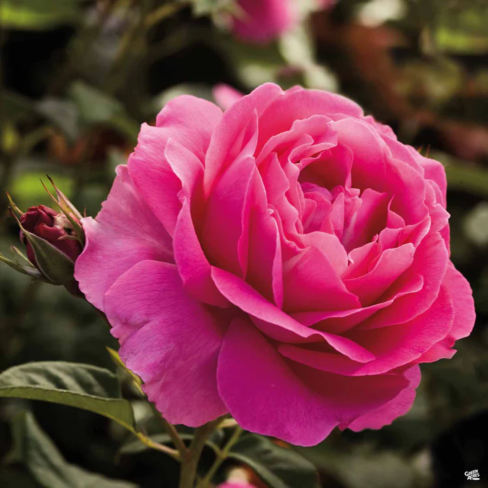 Grande Dame Rose Bareroot