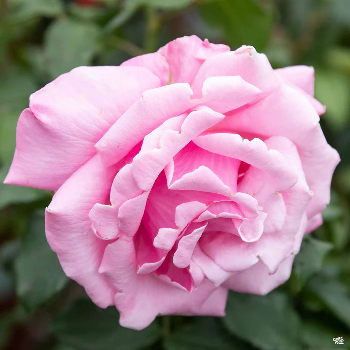 Memorial Day Rose