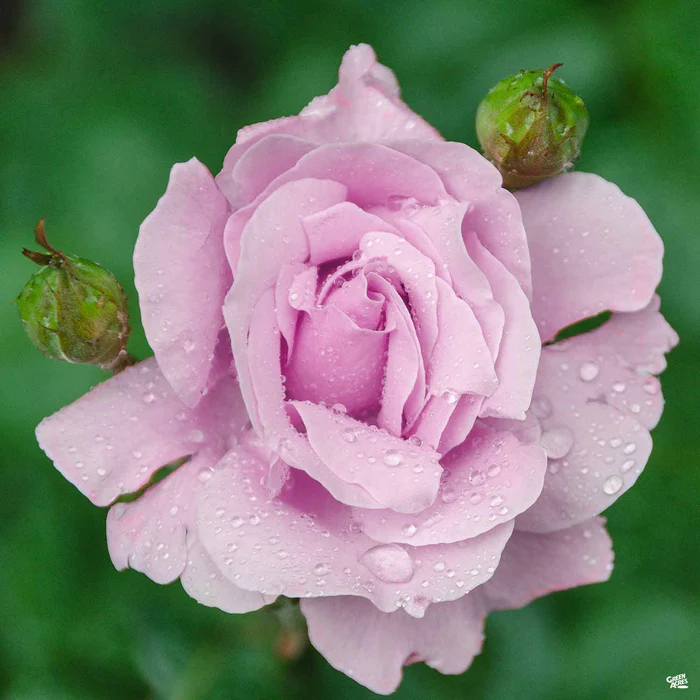Memorial Day Rose