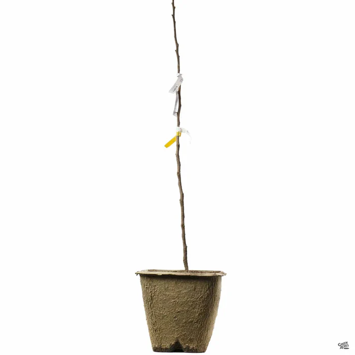 2663-flavor-punch-pluerry-interspecific-plum-bareroot-2.webp Flavor Punch Pluerry Interspecific Plum Bareroot