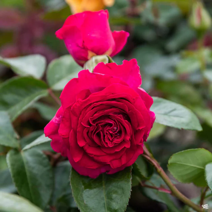 Stiletto Rose