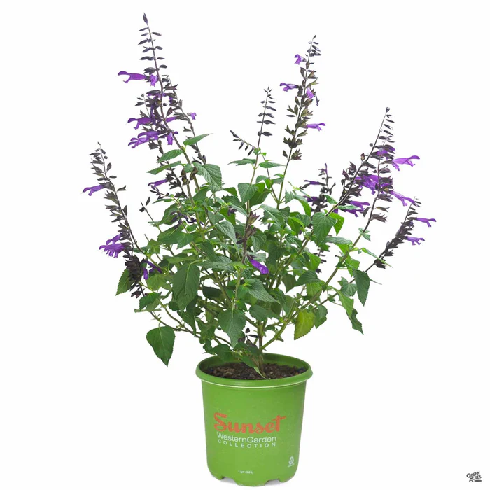 2666-sage-amistad-2.webp Sage 'Amistad'