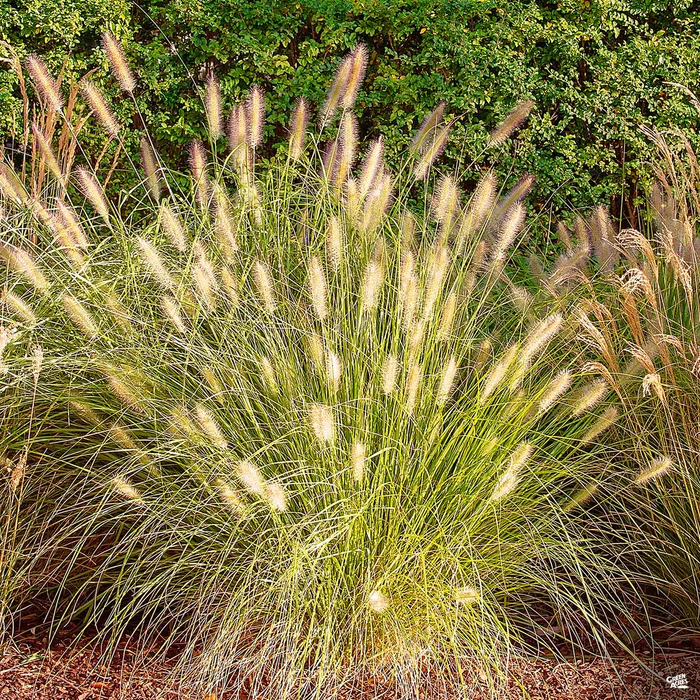 Fountain Grass 'Hameln'