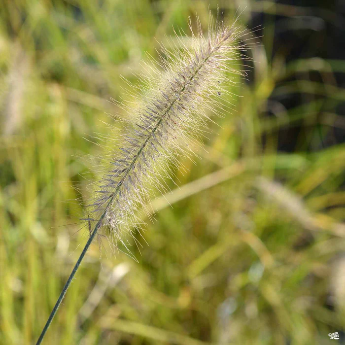 Fountain Grass 'Hameln'