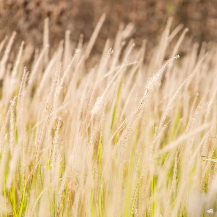 Fountain Grass 'Hameln'