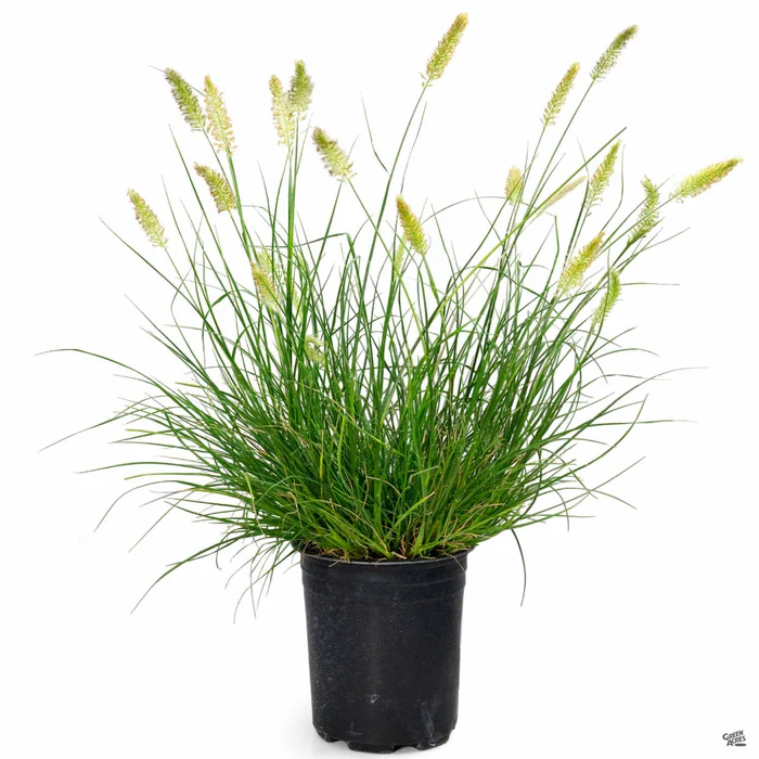 Fountain Grass 'Hameln'