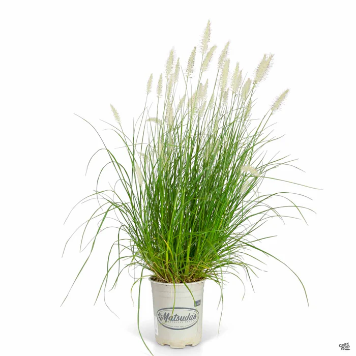 Fountain Grass 'Hameln'