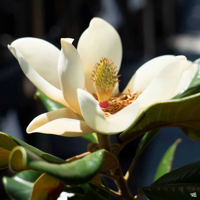 Teddy Bear Southern Magnolia | Monrovia