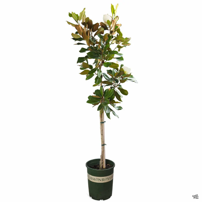 Teddy Bear Southern Magnolia | Monrovia