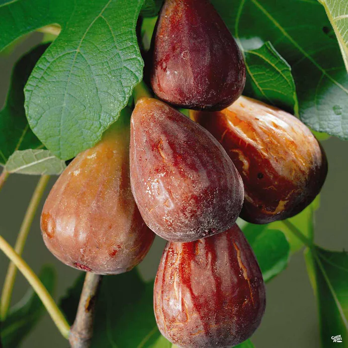 Fig 'Brown Turkey'