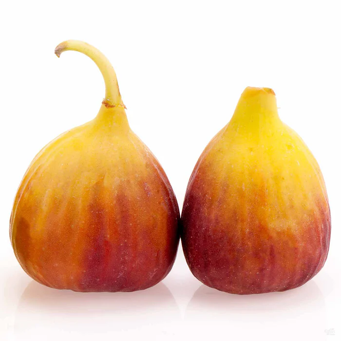 Fig 'Brown Turkey'