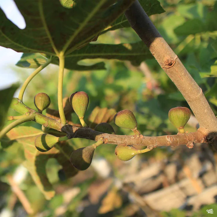 Fig 'Violette de Bordeaux'