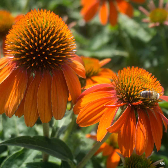 Sombrero Adobe Orange Coneflower