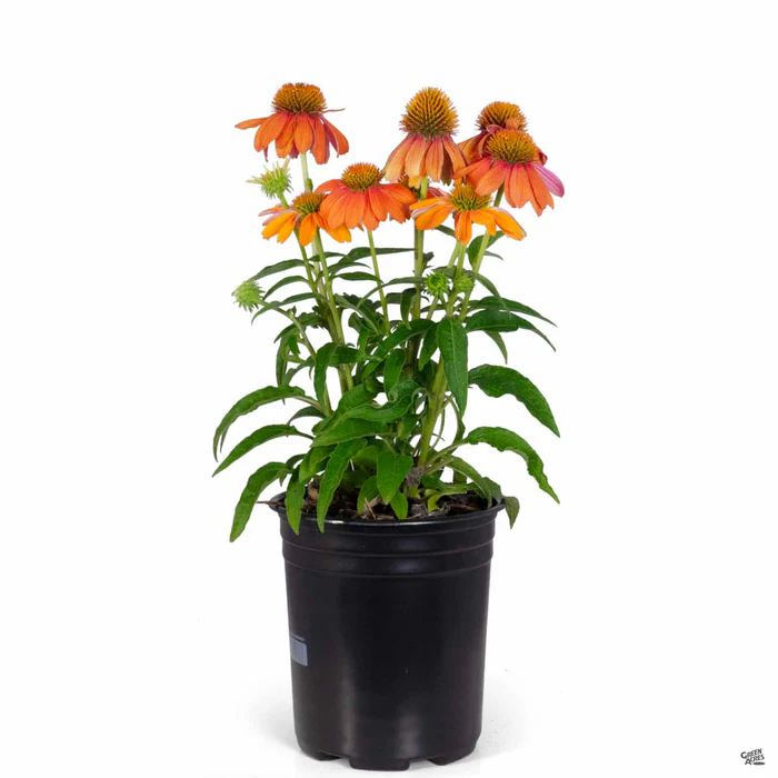 Sombrero Adobe Orange Coneflower