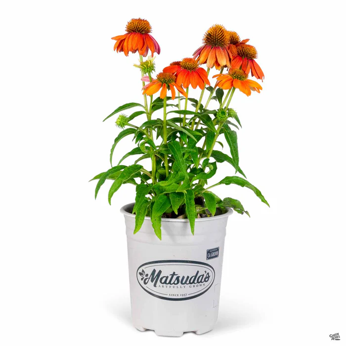 Sombrero Adobe Orange Coneflower