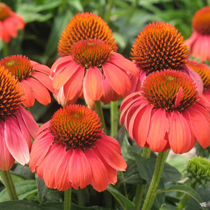 Sombrero Hot Coral Coneflower