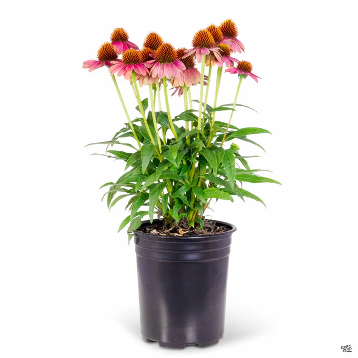 Sombrero Hot Coral Coneflower