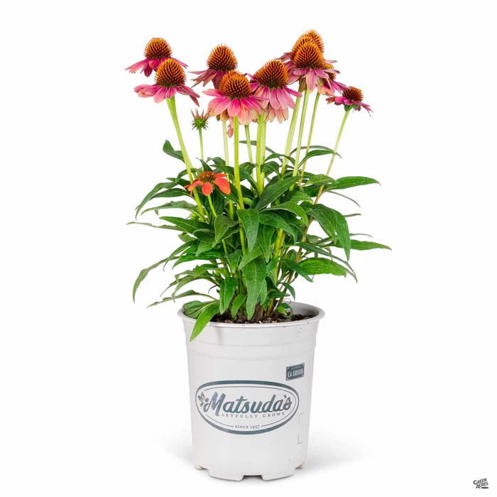Sombrero Hot Coral Coneflower