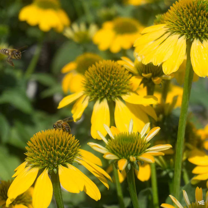 Sombrero Lemon Yellow Coneflower