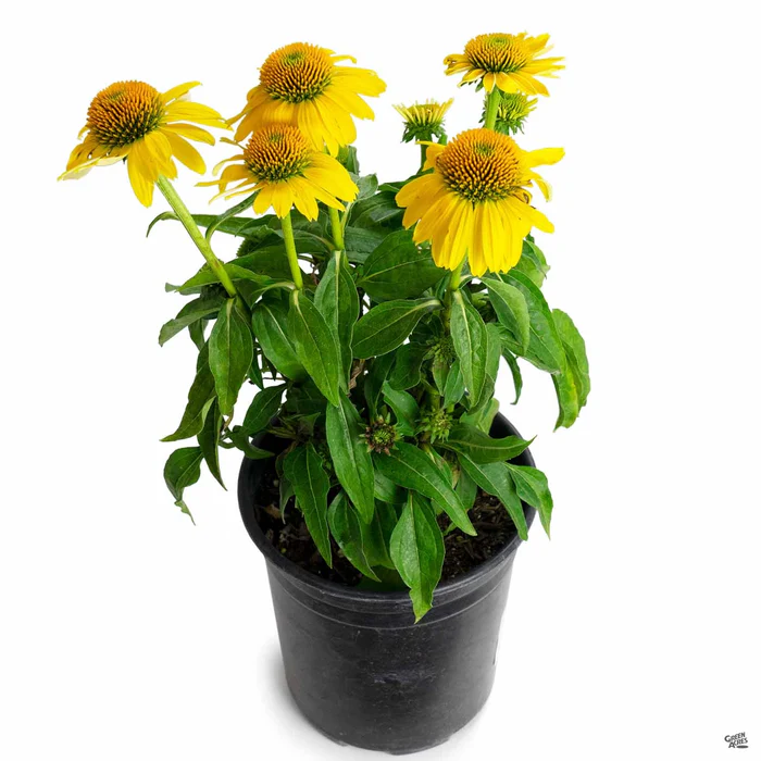 Sombrero Lemon Yellow Coneflower