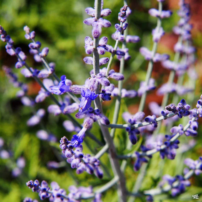 Russian Sage 'Blue Spire'