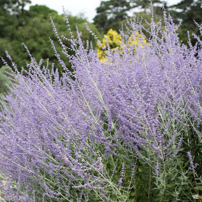 2695-russian-sage-1.webp Russian Sage