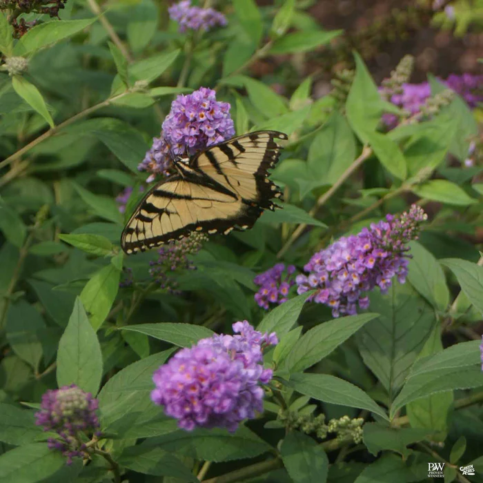 Lo & Behold 'Blue Chip' Butterfly Bush